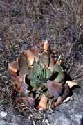 Aloe, l'Isalo Nrodn park. Madagaskar.