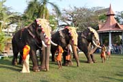 Pakalpooram (proces slon), Ernakulam Shiva Temple Festival (Ernakulathappan Uthsavam). Ernakulam, Kerala. Indie.