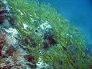 Hejno snapper (Yellow snapper). Raja Ampat. Papua, Indonsie.