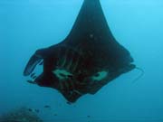 Rejnok manta (Manta obrovsk, Manta ray). Lokalita Manta Point, Raja Ampat. Papua, Indonsie.