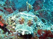 Krokodl ryba (Crocodilefish). Raja Ampat. Papua, Indonsie.