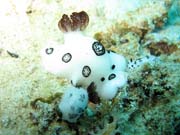 Nahobr pl (nudibranch). Raja Ampat. Papua, Indonsie.