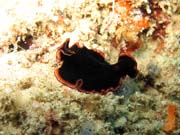 Mosk erv (flatworm). Raja Ampat. Papua, Indonsie.