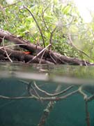 Mangrovnci (Mangroves). Lokalita The Passage, Raja Ampat. Papua,  Indonsie.