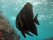 Juvenile Batfish. Raja Ampat. Papua,  Indonsie.