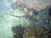 Bambusov ralok, (Whitespotted bamboo shark). Lokalita Mike's Point, Raja Ampat. Papua,  Indonsie.