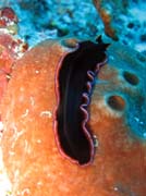 Mosk erv (flatworm). Raja Ampat. Papua,  Indonsie.