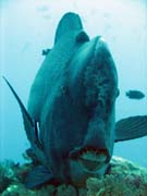 Zelen ploskozubec - Green humphead parrotfish (bumphead parrotfish). Raja Ampat. Papua,  Indonsie.