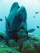 Zelen ploskozubec - Green humphead parrotfish (bumphead parrotfish). Raja Ampat. Papua,  Indonsie.