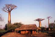 Avenue du Baobab, oblast Morondavy. Madagaskar.