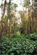 Rung Tram forest - zbvajc dungle v oblasti Mekong delty. Vietnam.