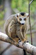 Crowned lemura, l'Ankarana Nrodn park. Madagaskar.