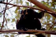 ern lemura, Nosy Komba. Madagaskar.