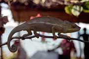 Chameleon, Nosy Be. Madagaskar.