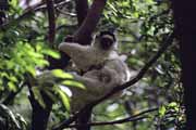 Bl sifaka, l'Isalo Nrodn park. Madagaskar.