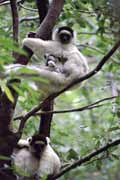 Bl sifaka, l'Isalo Nrodn park. Madagaskar.