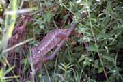 Chameleon, oblast eky Tsiribihina. Madagaskar.