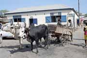 Lokln povoz taen zebu, Morondava. Madagaskar.