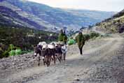 Na cest dom z msta. Simien mountain. Sever,  Etiopie.