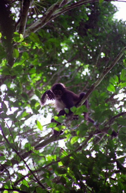 Opice, Tikal. Guatemala.