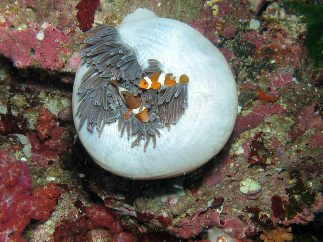 Sasanka a klauni (Anemone and Clown Anemonefish). Lokalita Richelieu Rock. Thajsko.