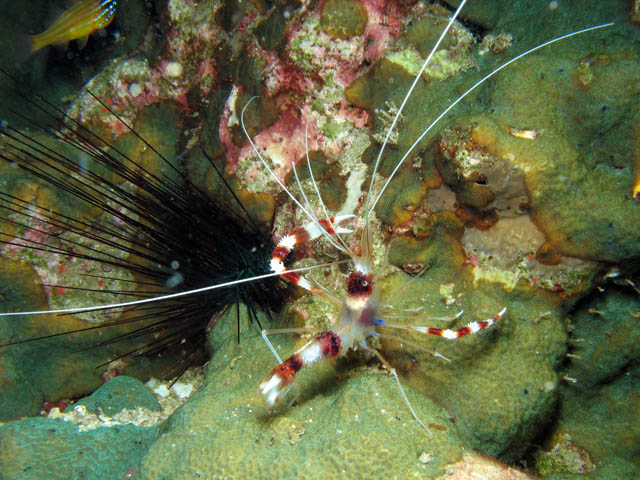 Cleaner shrimp (Stenopus hispidus). Lokalita Richelieu Rock. Thajsko.